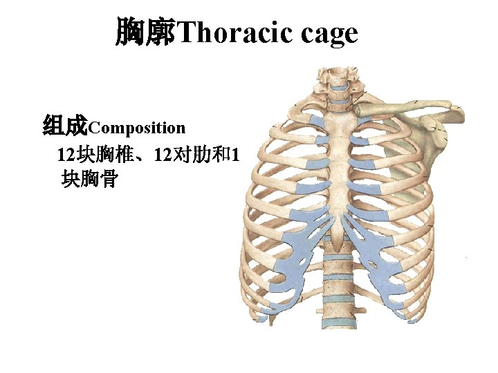 胸廓Thoracic cage 组成Composition 12块胸椎、12对肋和1 块胸骨 