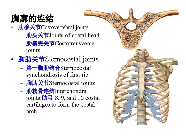 胸廓的连结 • 肋椎关节Costovertebral joints – 肋头关节Joints of costal head – 肋横突关节Costotransverse joints • 胸肋关节Sternocostal