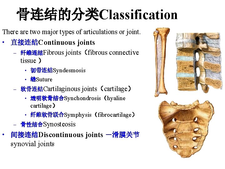 骨连结的分类Classification There are two major types of articulations or joint. • 直接连结Continuous joints –