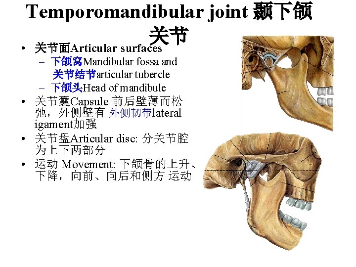 Temporomandibular joint 颞下颌 关节 • 关节面Articular surfaces – 下颌窝Mandibular fossa and 关节结节articular tubercle –