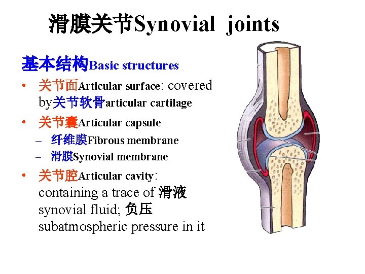 滑膜关节Synovial joints 基本结构Basic structures • 关节面Articular surface: covered by关节软骨articular cartilage • 关节囊Articular capsule –