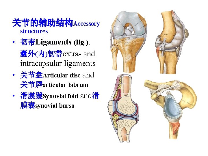 关节的辅助结构Accessory structures • 韧带Ligaments (lig. ): 囊外(内)韧带extra- and intracapsular ligaments • 关节盘Articular disc and