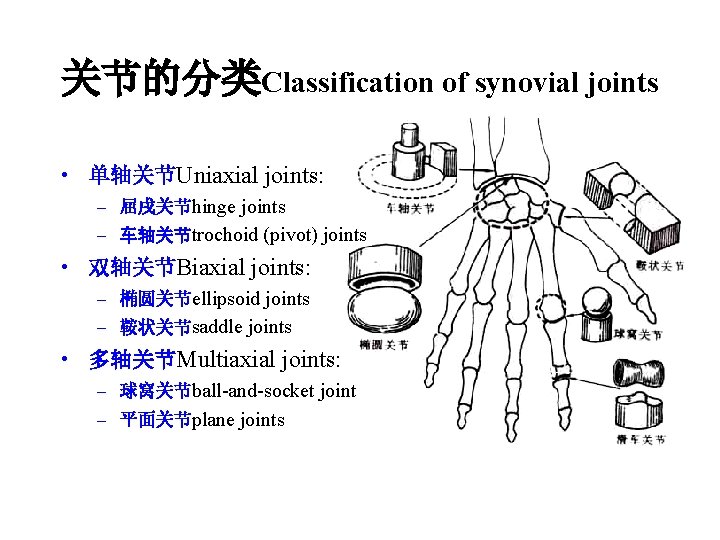 关节的分类Classification of synovial joints • 单轴关节Uniaxial joints: – 屈戌关节hinge joints – 车轴关节trochoid (pivot) joints
