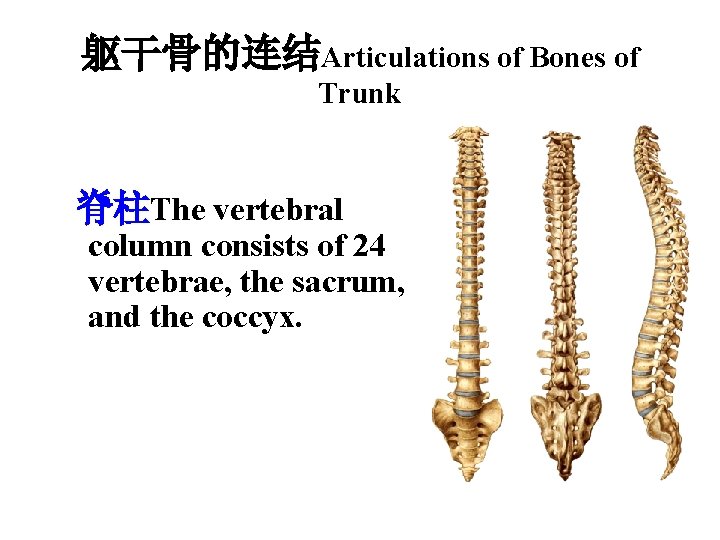 躯干骨的连结Articulations of Bones of Trunk 脊柱The vertebral column consists of 24 vertebrae, the sacrum,