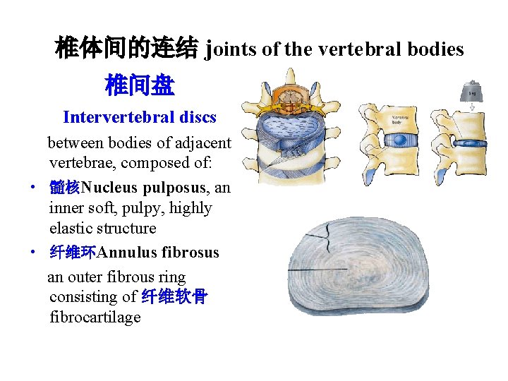 椎体间的连结 joints of the vertebral bodies 椎间盘 Intervertebral discs between bodies of adjacent vertebrae,
