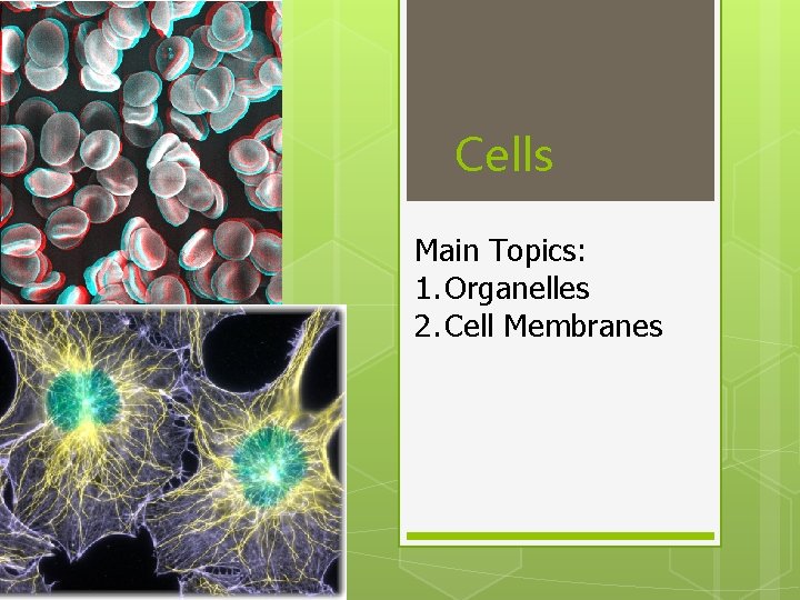 Cells Main Topics: 1. Organelles 2. Cell Membranes 