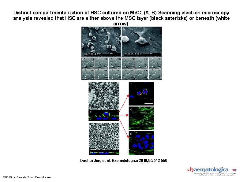 Distinct compartmentalization of HSC cultured on MSC. (A, B) Scanning electron microscopy analysis revealed