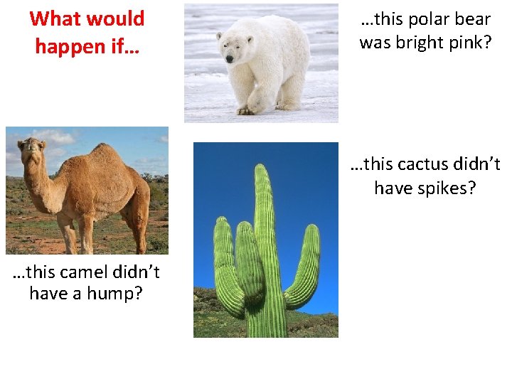 What would happen if… …this polar bear was bright pink? …this cactus didn’t have