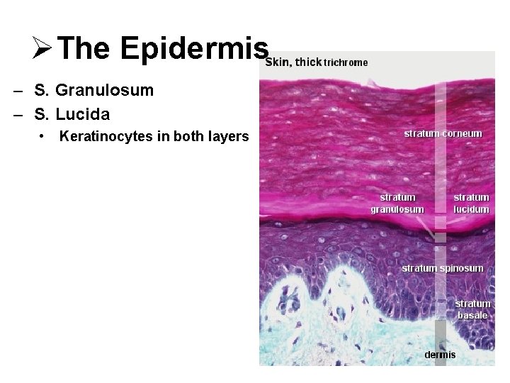 ØThe Epidermis – S. Granulosum – S. Lucida • Keratinocytes in both layers 
