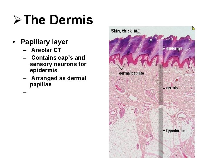 ØThe Dermis • Papillary layer – Areolar CT – Contains cap’s and sensory neurons