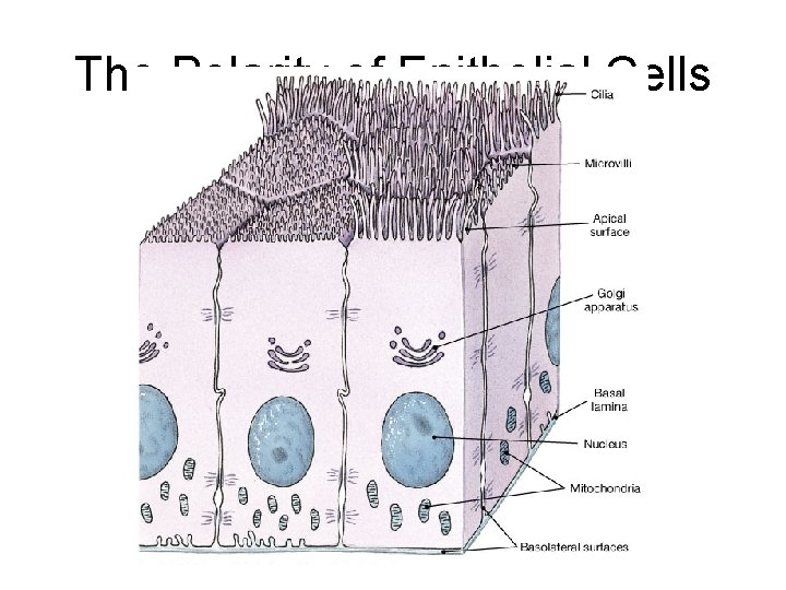 The Polarity of Epithelial Cells 