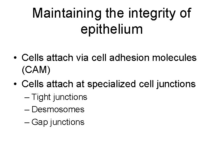 Maintaining the integrity of epithelium • Cells attach via cell adhesion molecules (CAM) •