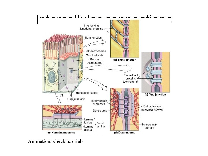 Intercellular connections Animation: check tutorials 