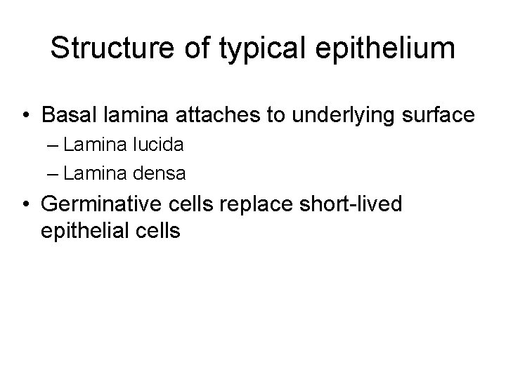 Structure of typical epithelium • Basal lamina attaches to underlying surface – Lamina lucida