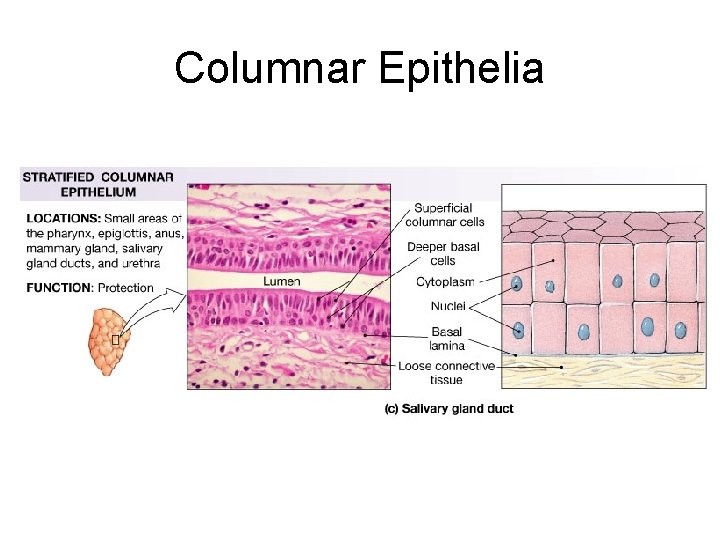 Columnar Epithelia 