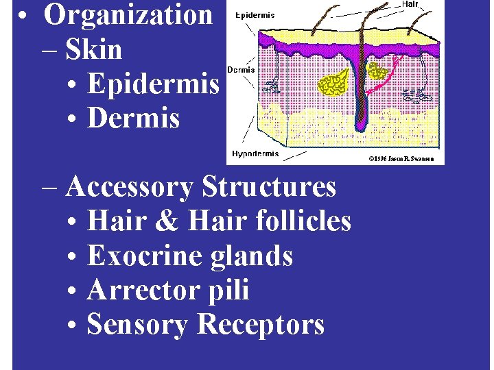  • Organization – Skin • Epidermis • Dermis – Accessory Structures • Hair