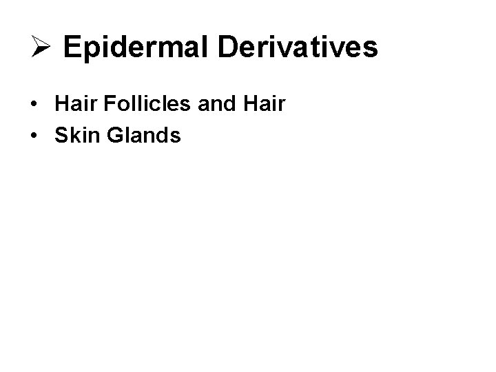 Ø Epidermal Derivatives • Hair Follicles and Hair • Skin Glands 
