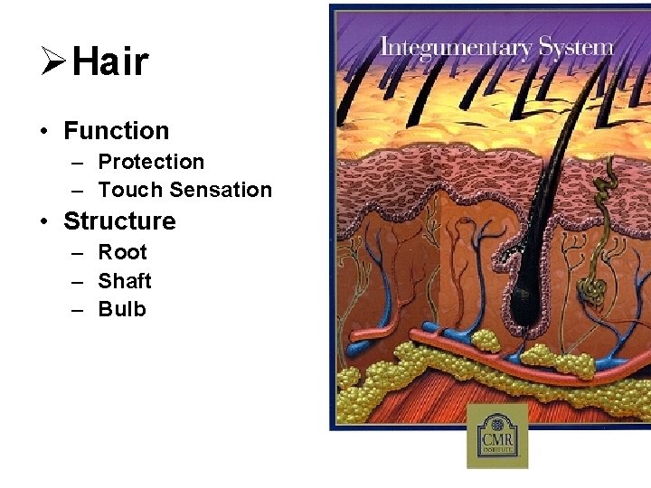 ØHair • Function – Protection – Touch Sensation • Structure – Root – Shaft