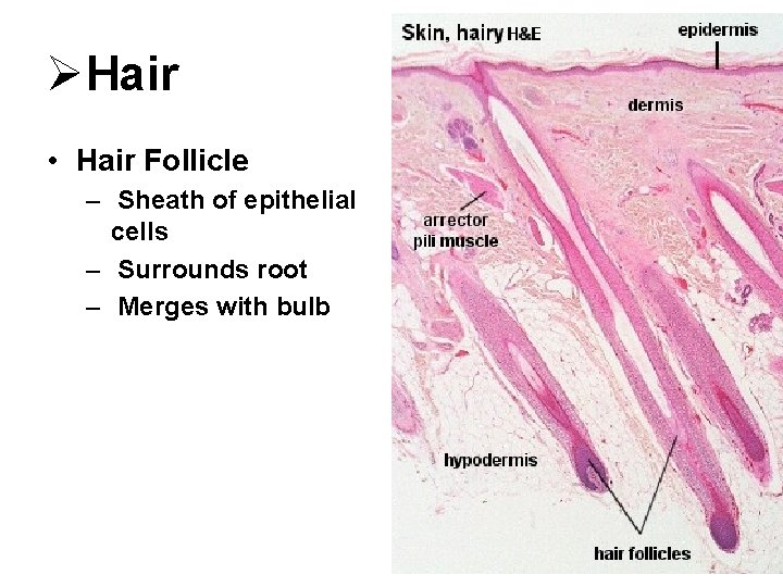 ØHair • Hair Follicle – Sheath of epithelial cells – Surrounds root – Merges