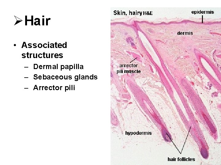 ØHair • Associated structures – Dermal papilla – Sebaceous glands – Arrector pili 