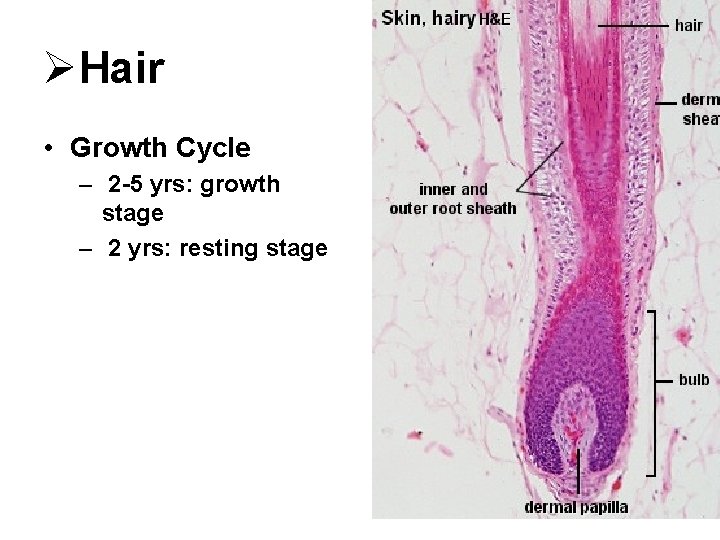 ØHair • Growth Cycle – 2 -5 yrs: growth stage – 2 yrs: resting