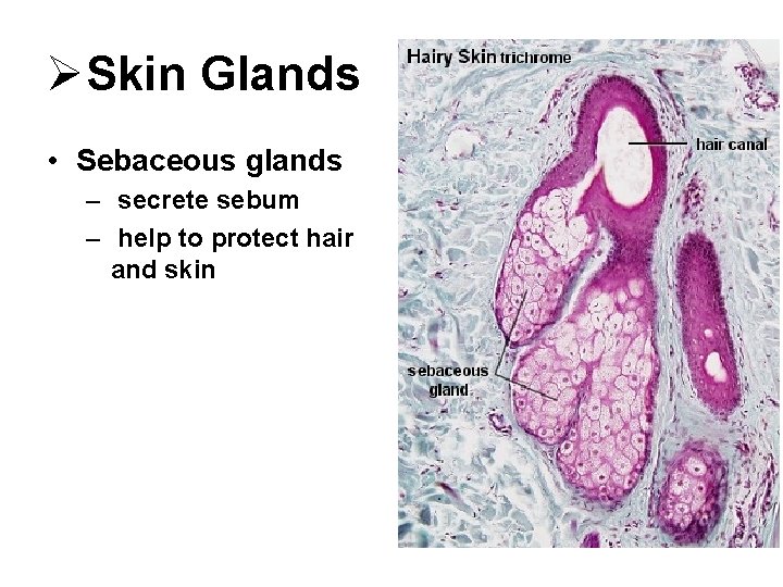ØSkin Glands • Sebaceous glands – secrete sebum – help to protect hair and