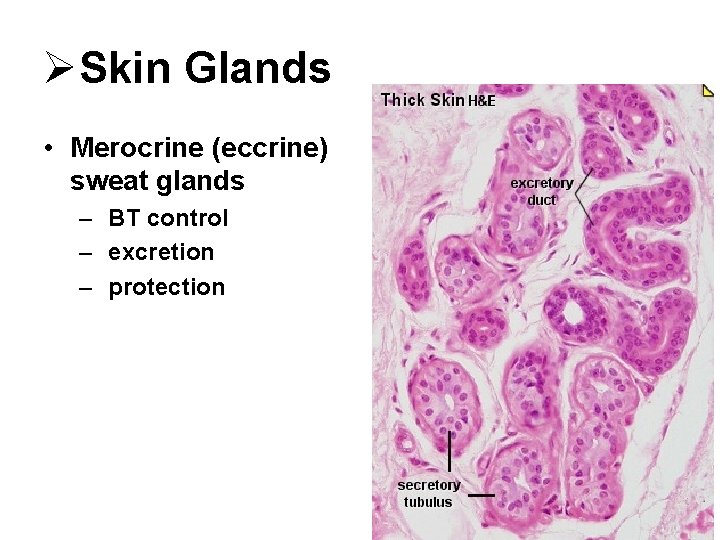 ØSkin Glands • Merocrine (eccrine) sweat glands – BT control – excretion – protection