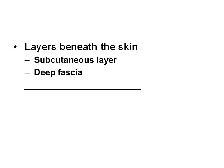  • Layers beneath the skin – Subcutaneous layer – Deep fascia ____________ 