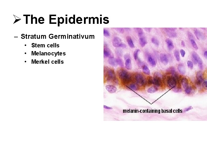 ØThe Epidermis – Stratum Germinativum • Stem cells • Melanocytes • Merkel cells 