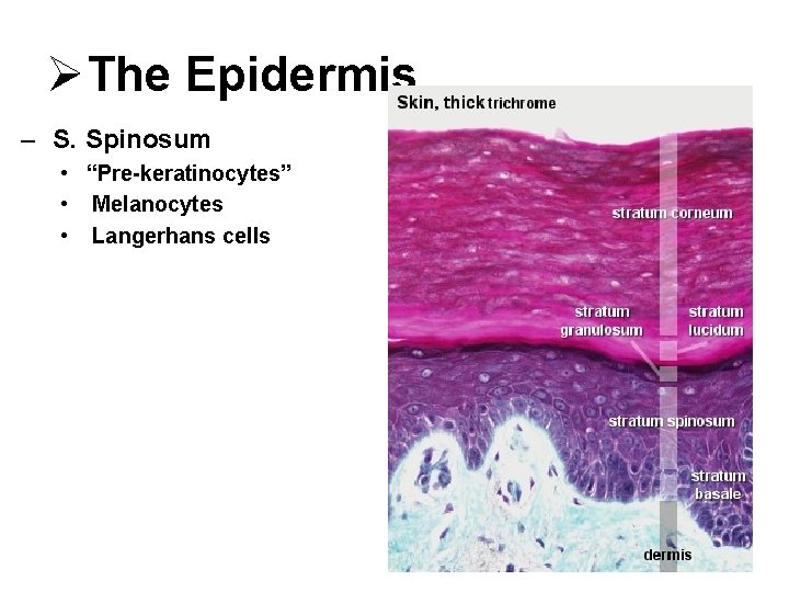 ØThe Epidermis – S. Spinosum • “Pre-keratinocytes” • Melanocytes • Langerhans cells 