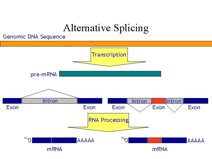 Alternative Splicing Genomic DNA Sequence Transcription pre-m. RNA Intron Exon Intron Exon RNA Processing