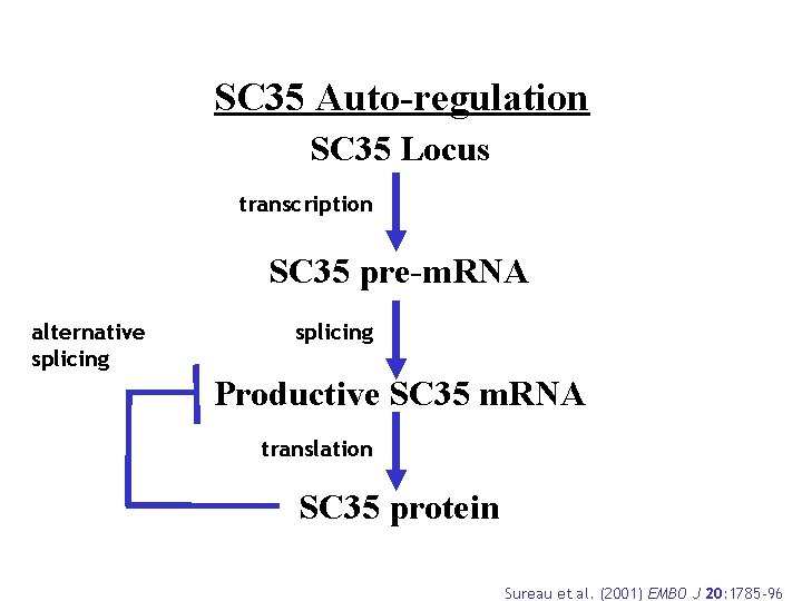 SC 35 Auto-regulation SC 35 Locus transcription SC 35 pre-m. RNA alternative splicing Productive