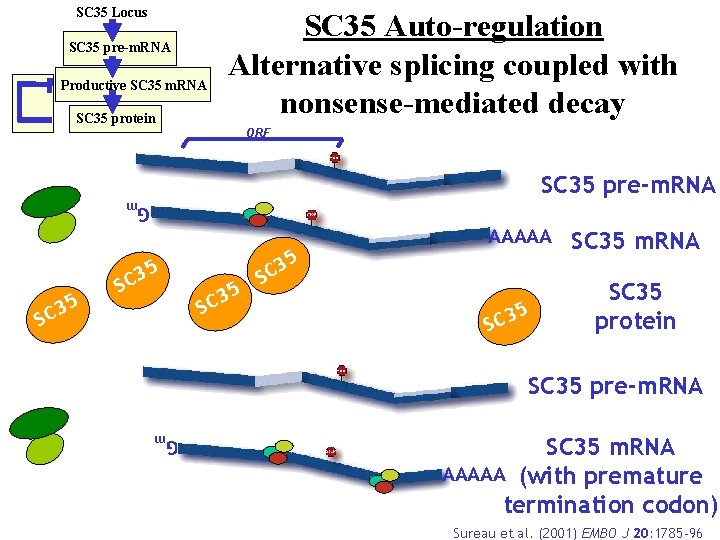 SC 35 Locus SC 35 pre-m. RNA Productive SC 35 m. RNA SC 35