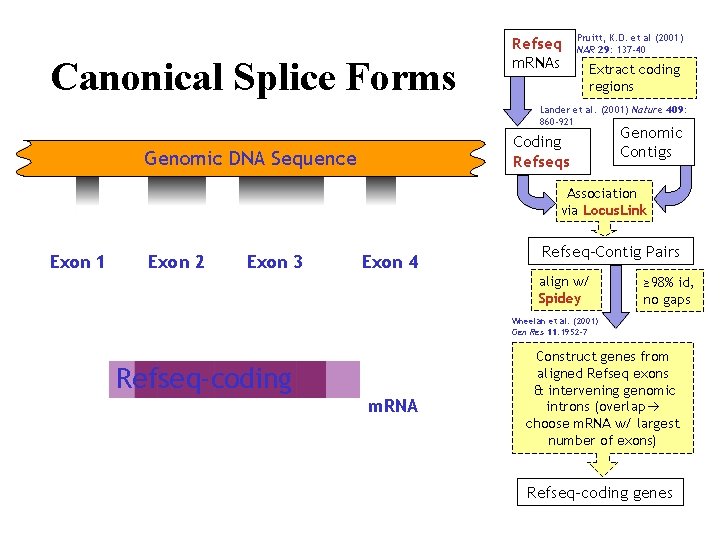 Canonical Splice Forms Refseq m. RNAs Pruitt, K. D. et al (2001) NAR 29: