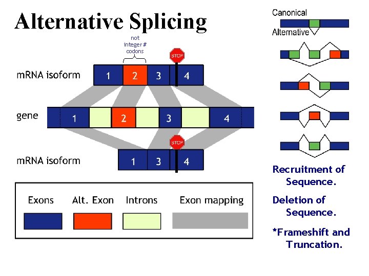 Alternative Splicing not integer # codons Recruitment of Sequence. Deletion of Sequence. *Frameshift and