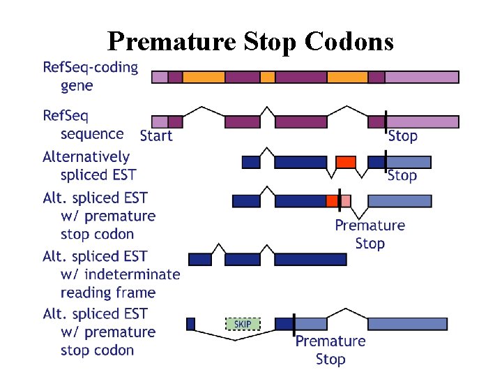 Premature Stop Codons 
