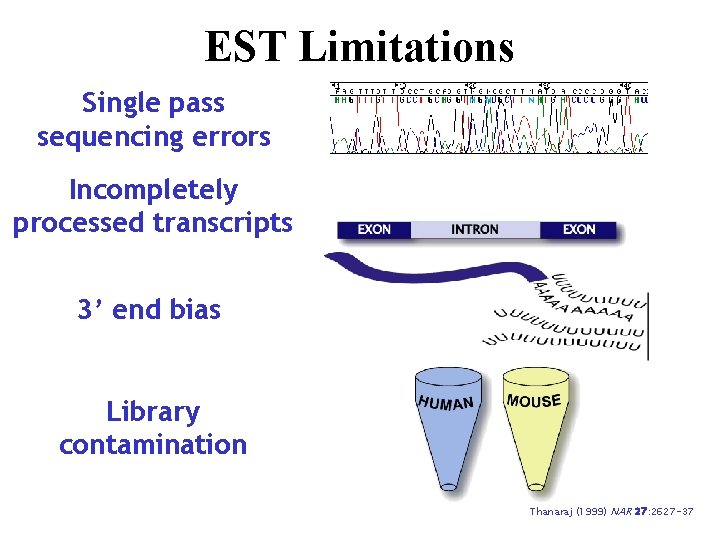 EST Limitations Single pass sequencing errors Incompletely processed transcripts 3’ end bias Library contamination