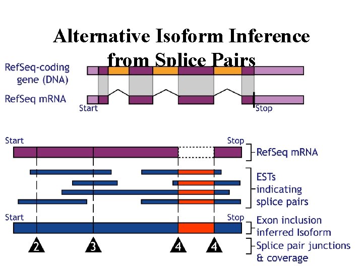 Alternative Isoform Inference from Splice Pairs 