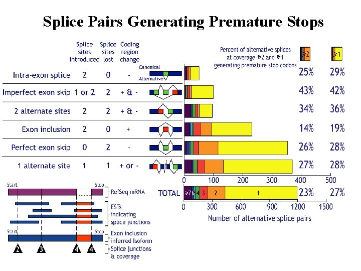 Splice Pairs Generating Premature Stops 