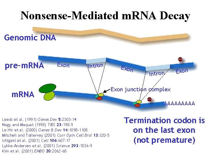 Nonsense-Mediated m. RNA Decay Genomic DNA pre-m. RNA Intron Gm m. RNA Exon Intron