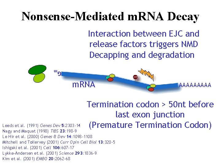 Nonsense-Mediated m. RNA Decay Interaction between EJC and release factors triggers NMD Decapping and