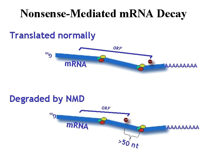 Nonsense-Mediated m. RNA Decay Translated normally ORF m. RNA AAAAA Gm Degraded by NMD