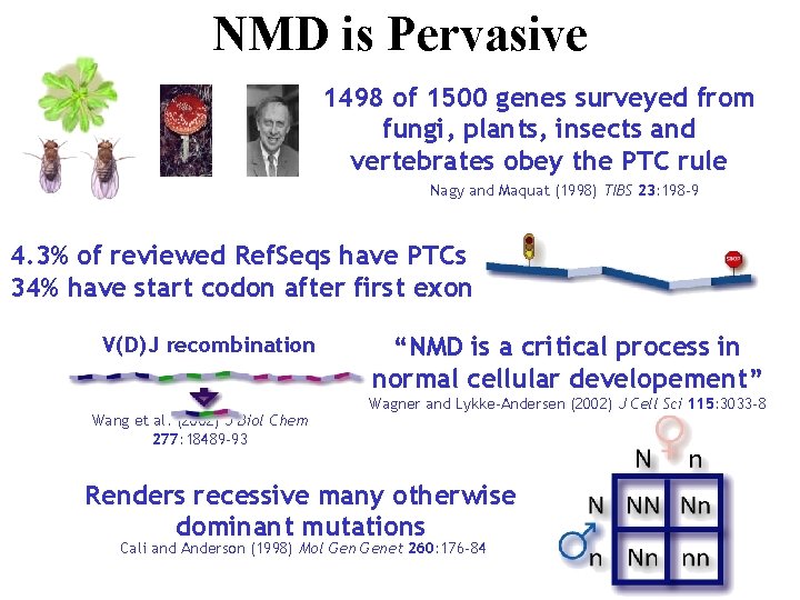 NMD is Pervasive 1498 of 1500 genes surveyed from fungi, plants, insects and vertebrates