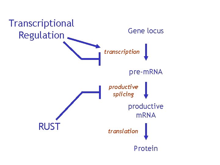 Transcriptional Regulation Gene locus transcription pre-m. RNA productive splicing productive m. RNA RUST translation