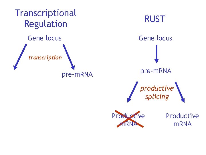 Transcriptional Regulation RUST Gene locus transcription pre-m. RNA productive splicing Productive m. RNA 