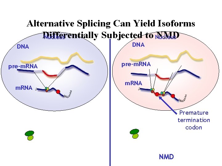 Alternative Splicing Can Yield Isoforms Differentially Subjected to Nucleus NMD Nucleus DNA pre-m. RNA