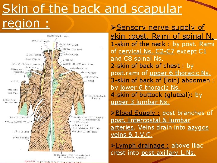 Skin of the back and scapular region : ØSensory nerve supply of skin :