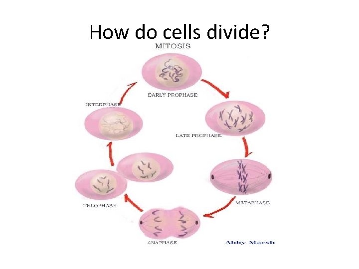 How do cells divide? 