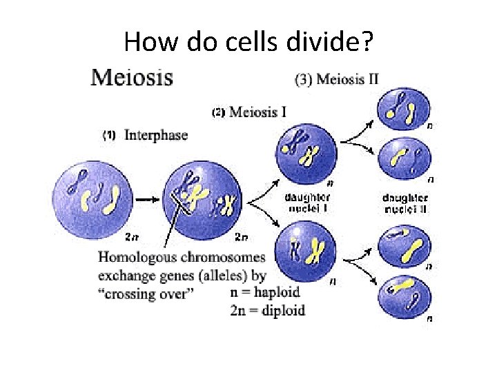 How do cells divide? 