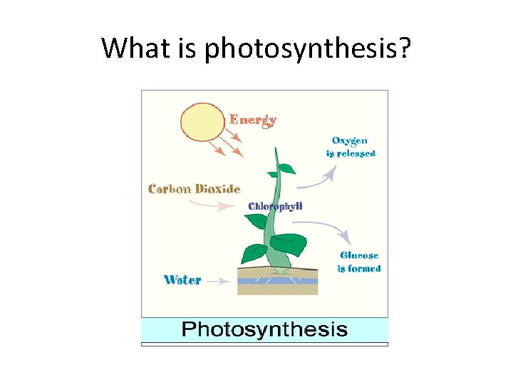 What is photosynthesis? 